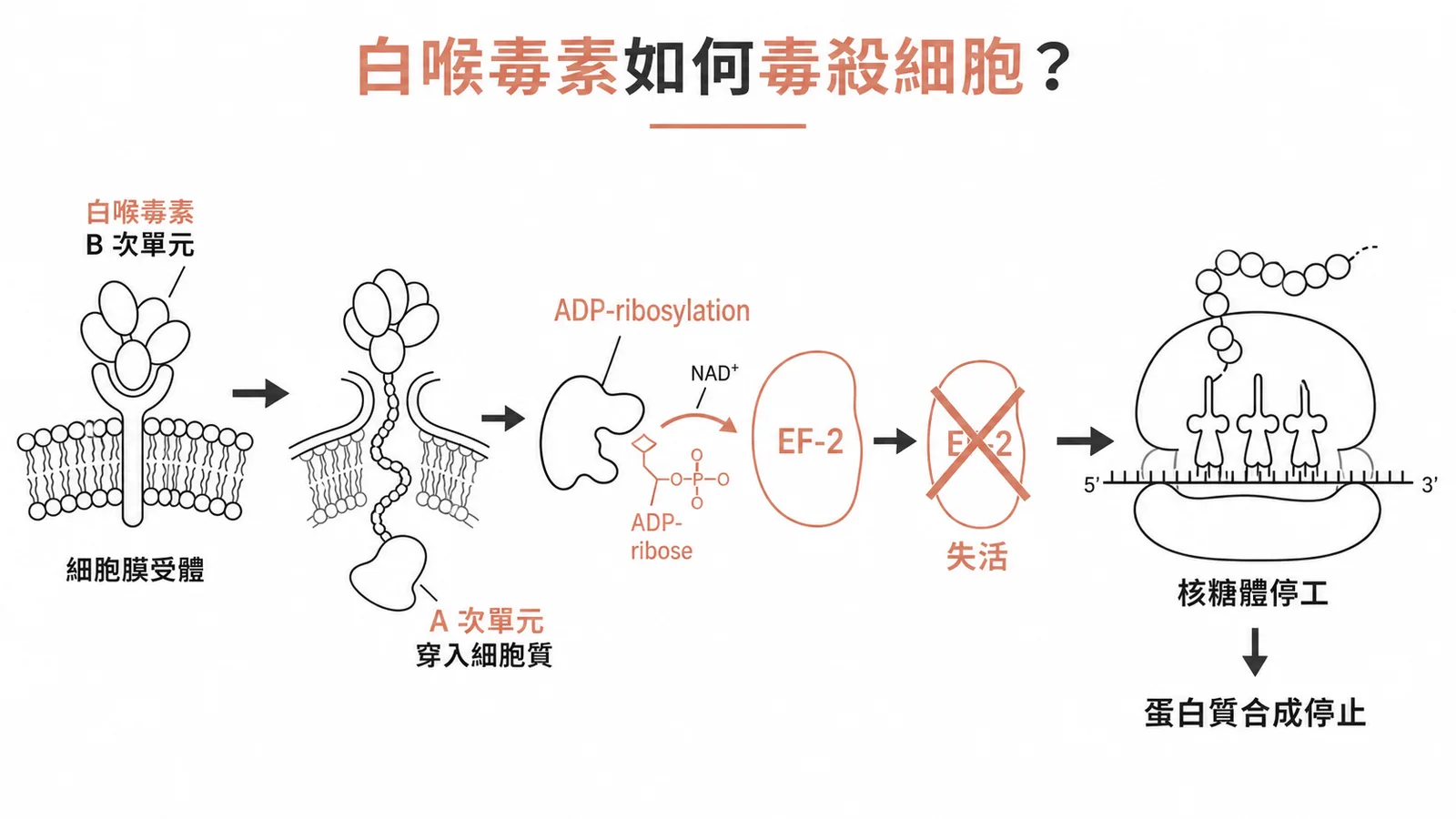 白喉毒素A次單元經ADP-ribosylation使EF-2失活停止蛋白質合成