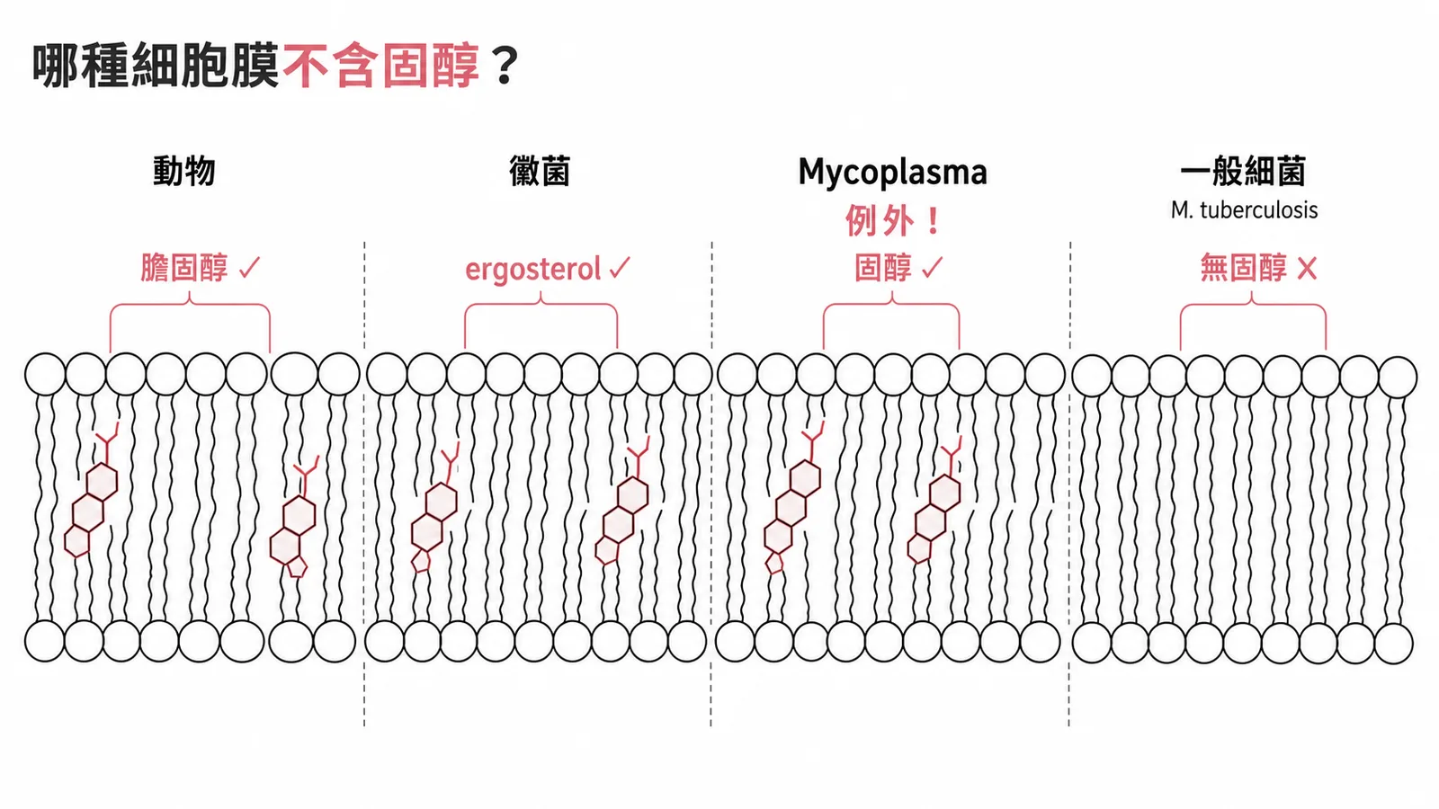 一般細菌如結核分枝桿菌細胞膜不含固醇而Mycoplasma例外含固醇