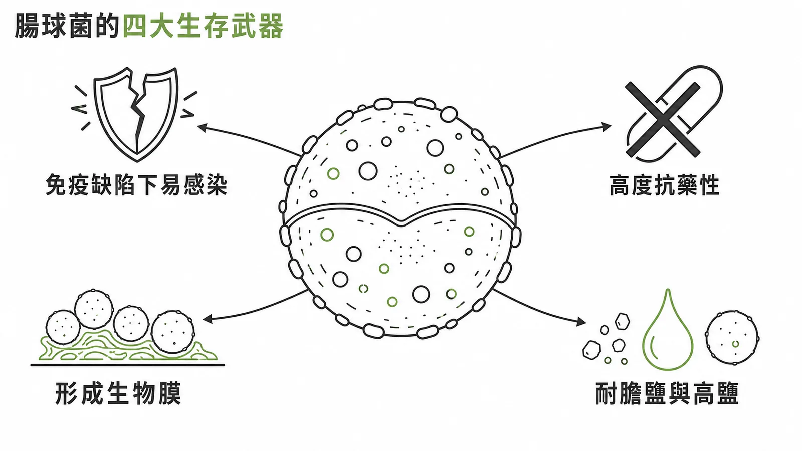 腸球菌的四大生存武器:免疫缺陷易感染、高度抗藥性、形成生物膜、耐膽鹽高鹽