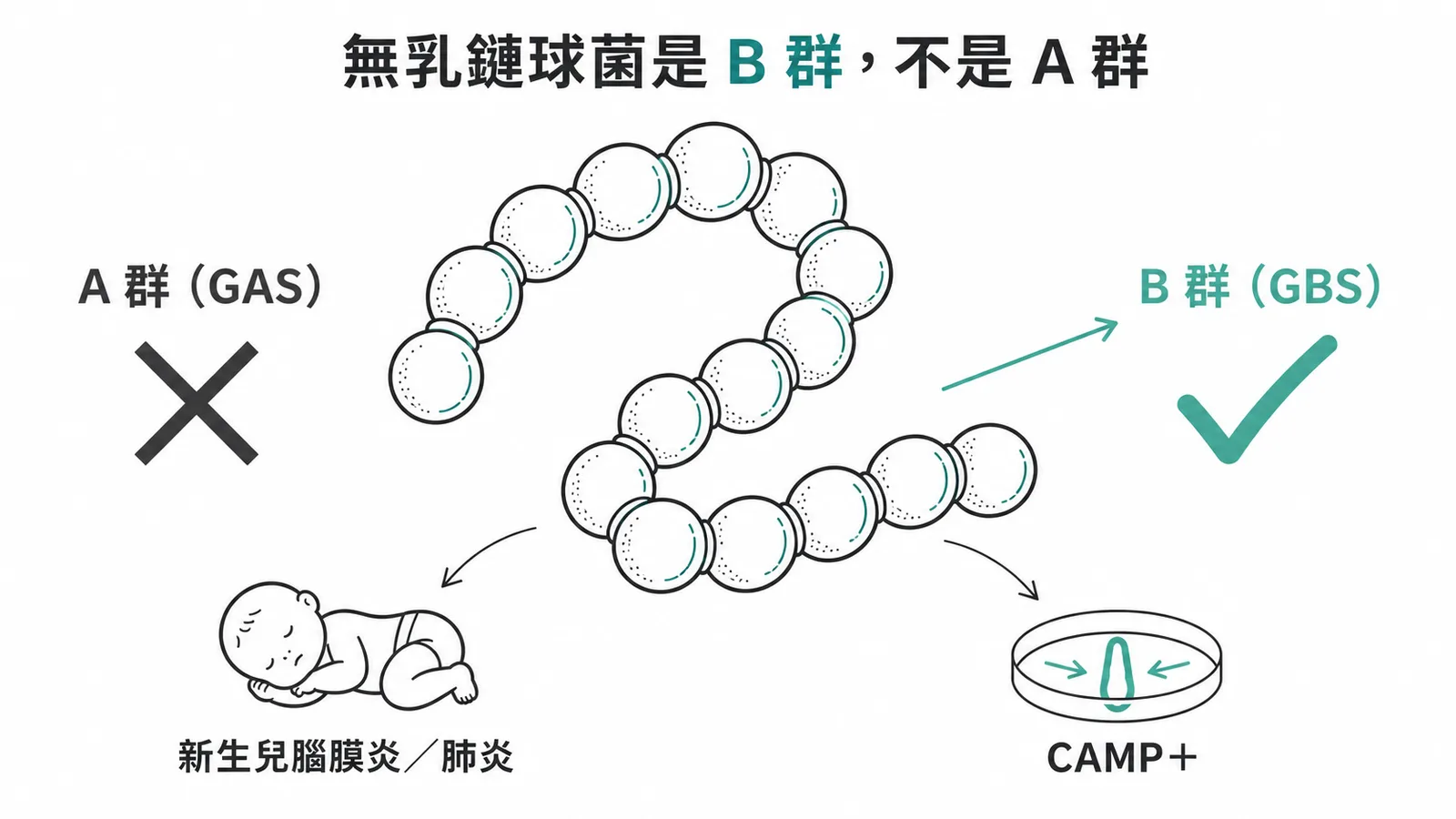無乳鏈球菌屬於B群鏈球菌而非A群,可引起新生兒腦膜炎與肺炎,CAMP測試陽性