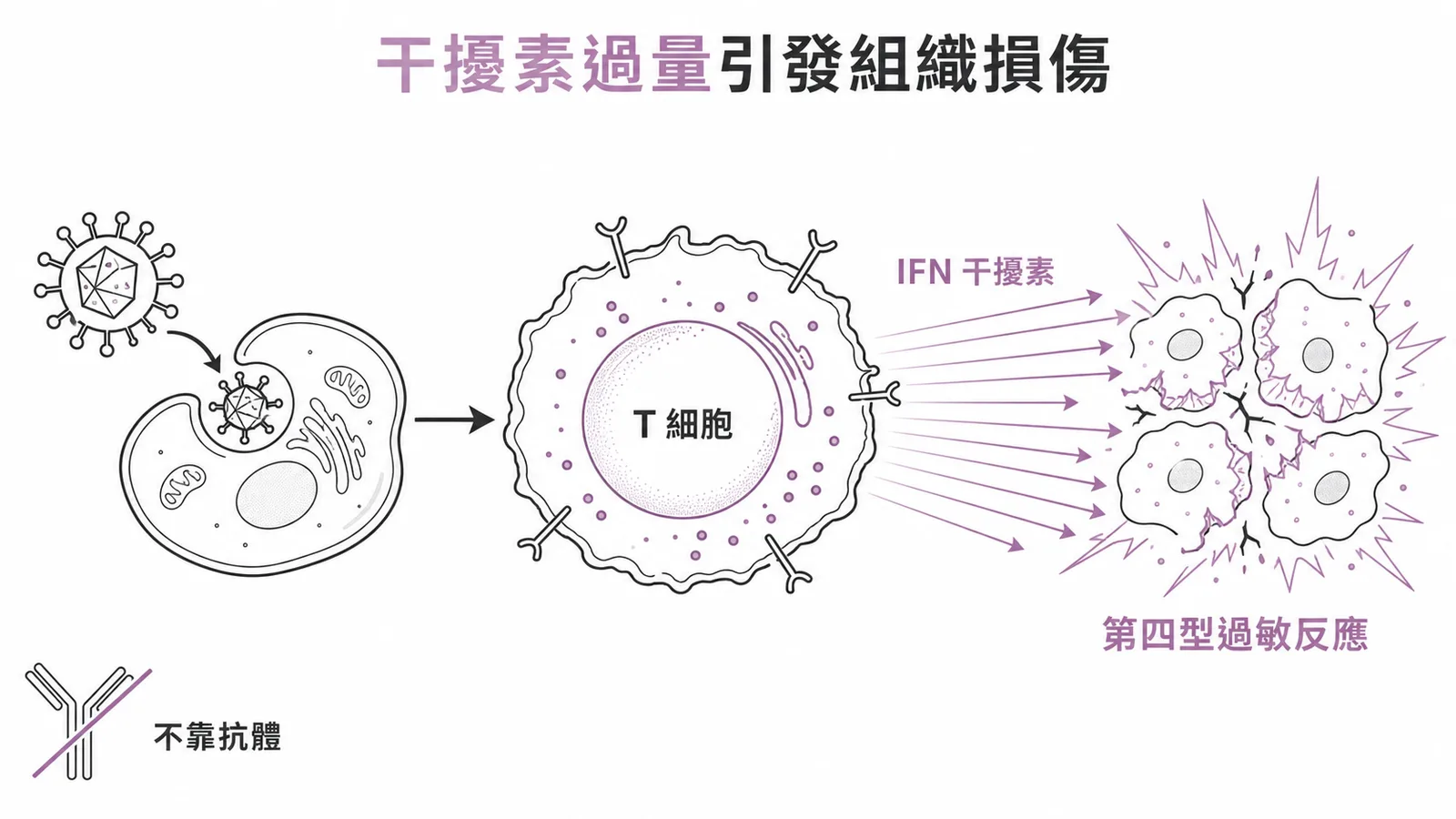 病毒感染後T細胞釋放過量干擾素導致第四型過敏反應的組織損傷,不靠抗體