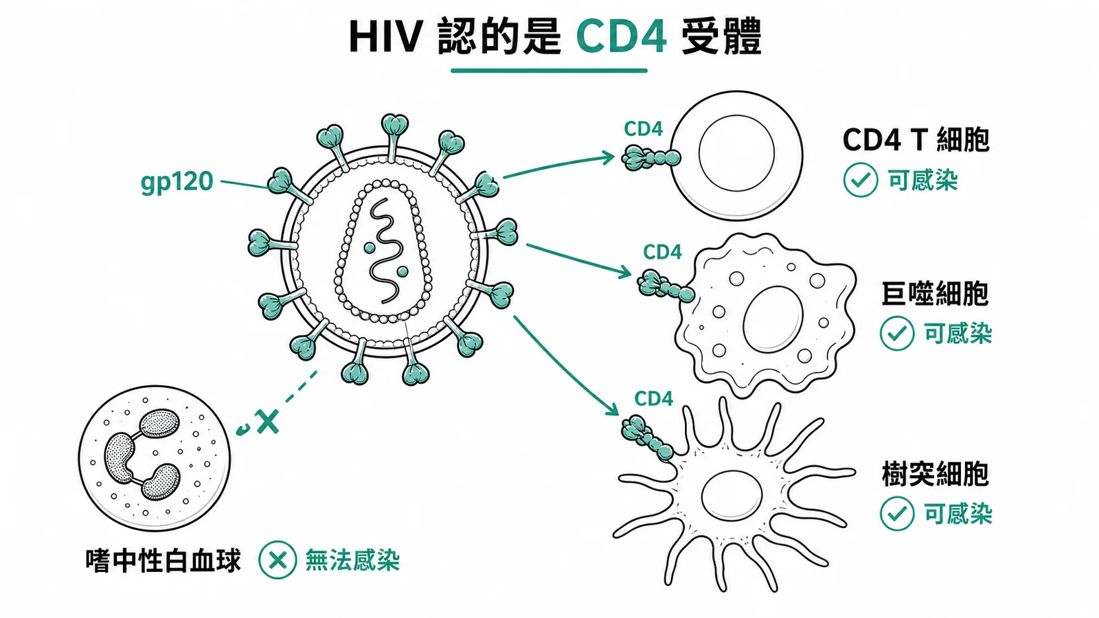 HIV透過gp120結合CD4受體進入細胞,嗜中性白血球因無CD4而不被感染