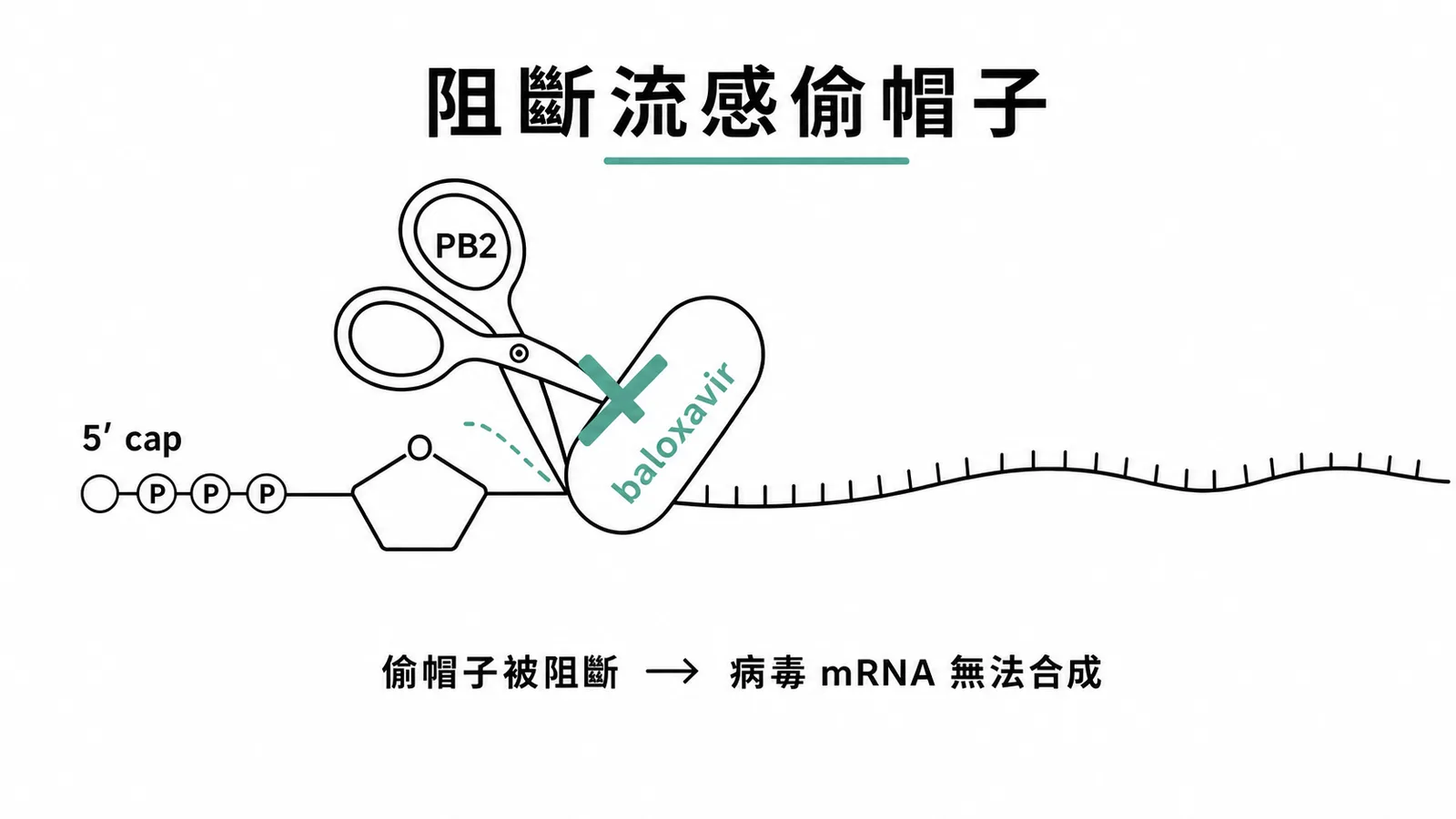 紓伏效阻斷流感病毒PB2的cap-snatching機轉,使病毒mRNA無法合成