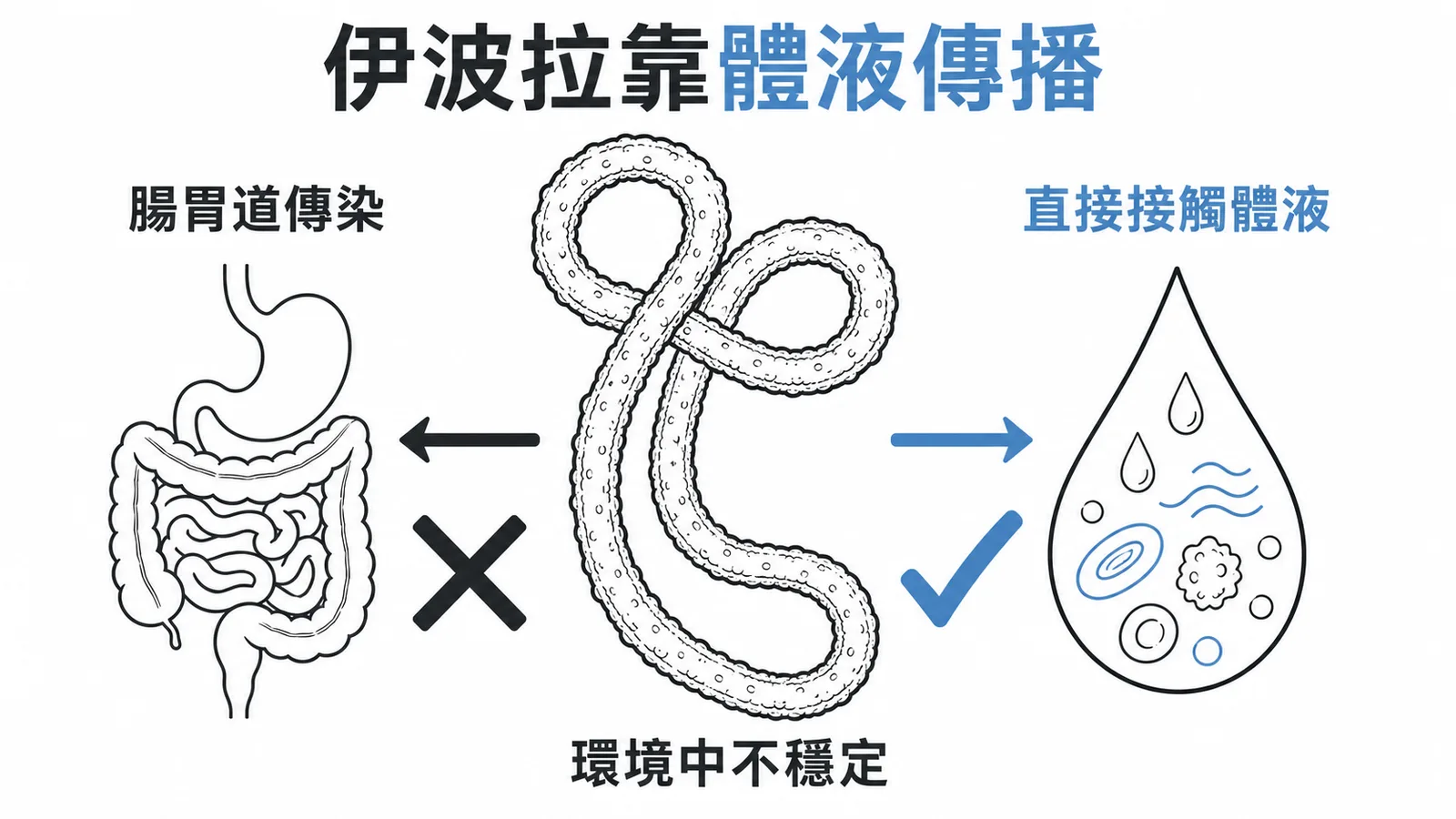 伊波拉病毒在環境中不穩定,傳播靠直接接觸體液而非腸胃道傳染