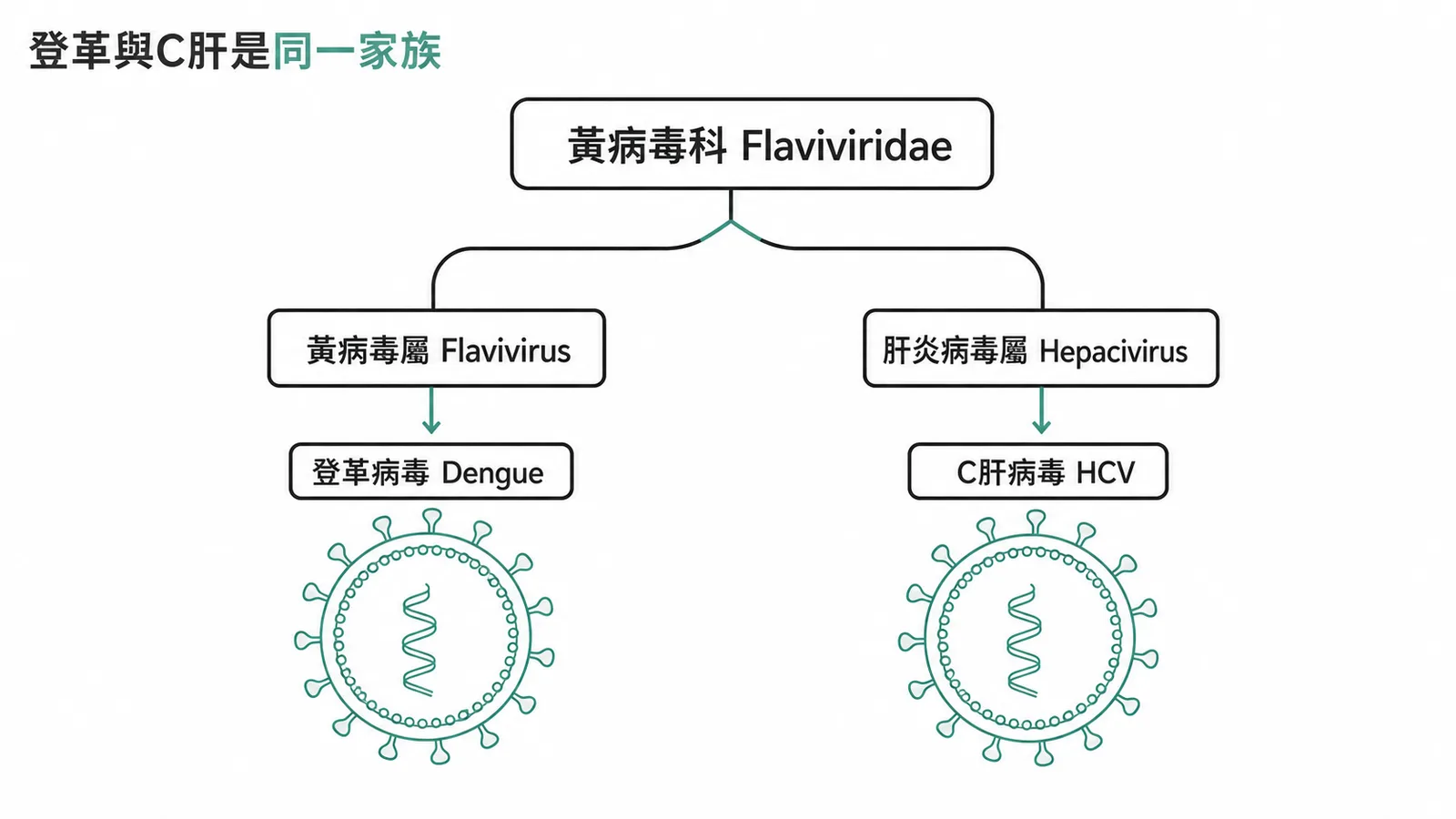 登革病毒與C肝病毒同屬黃病毒科家族分類圖