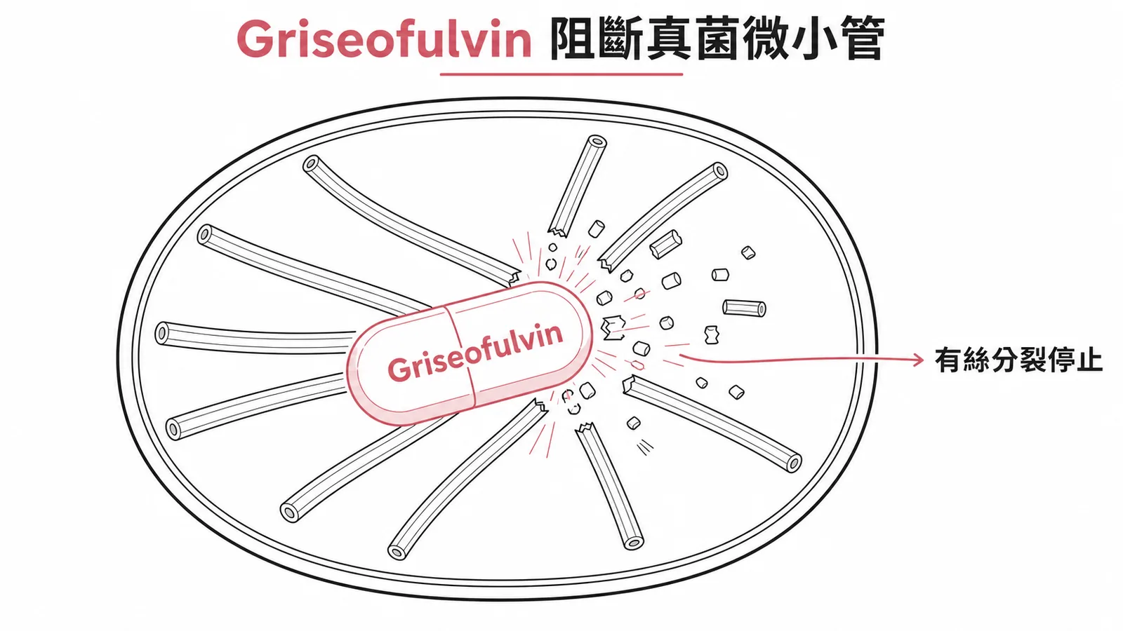 Griseofulvin阻斷真菌微小管導致有絲分裂停止