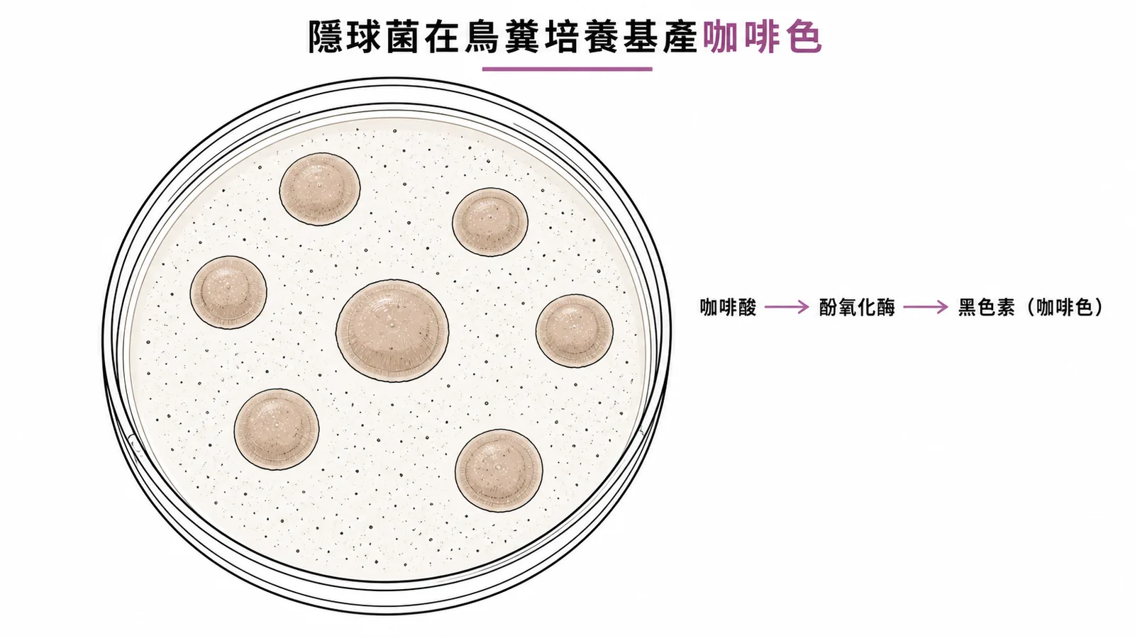 隱球菌在鳥糞籽培養基上因酚氧化酶產生咖啡色菌落