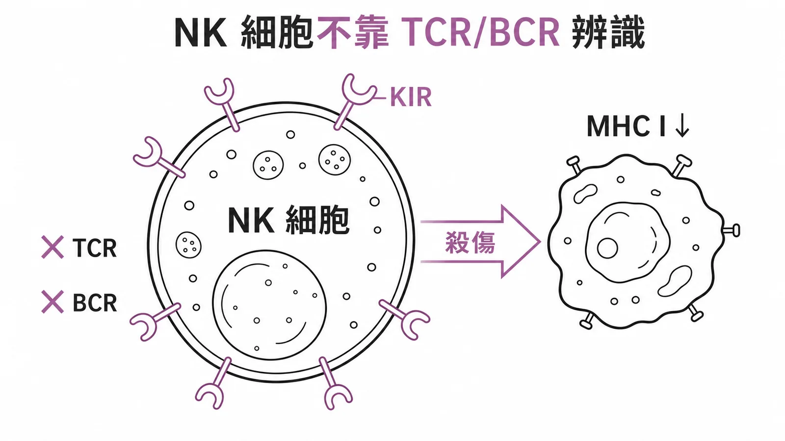 NK細胞不具TCR或BCR而靠偵測MHC I異常殺傷目標