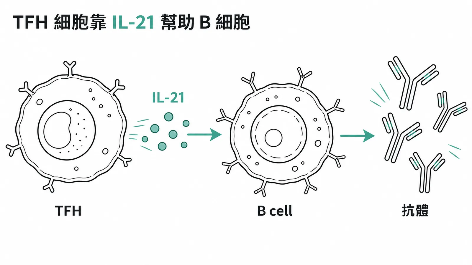 TFH細胞分泌IL-21幫助B細胞活化並產生抗體