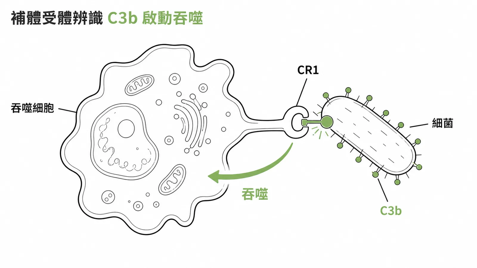 吞噬細胞補體受體CR1辨識細菌表面C3b啟動吞噬