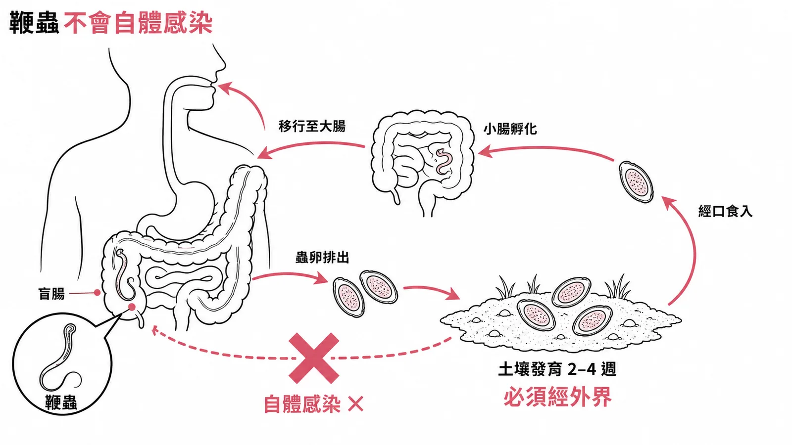 鞭蟲生活史必須經外界土壤發育，無法自體感染