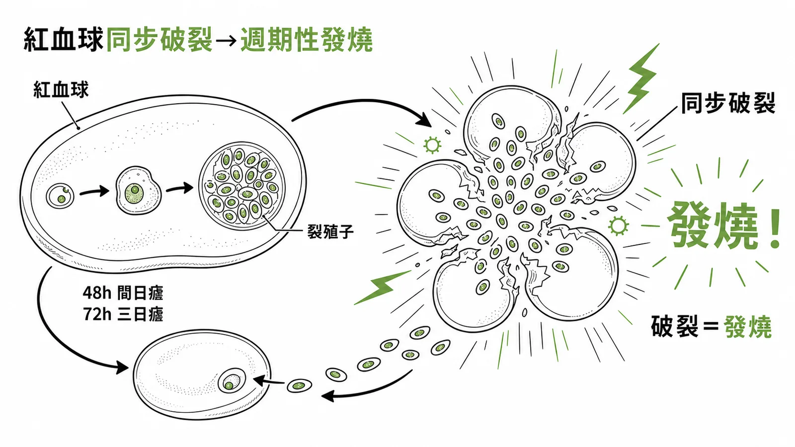 瘧疾週期性發燒源自紅血球內瘧原蟲同步破裂釋放裂殖子