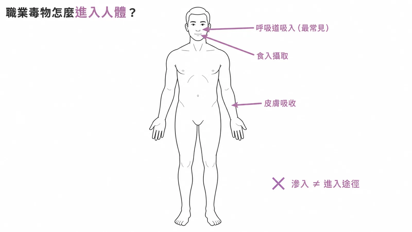 職業毒物經呼吸道、皮膚、食入三途徑進入人體示意