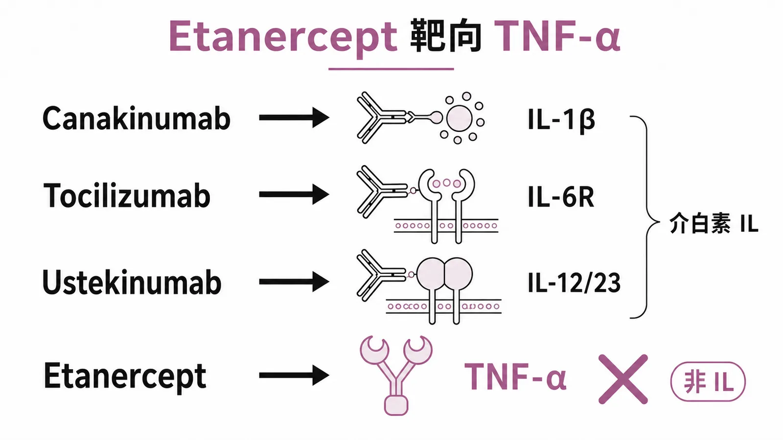 四種生物製劑靶點比較：Etanercept 靶向 TNF-α 而非介白素