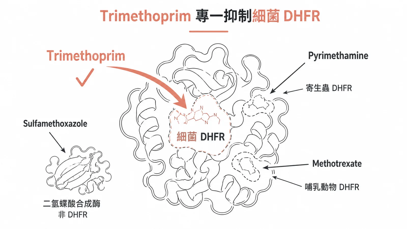 四種藥物對不同來源 DHFR 的專一性比較：Trimethoprim 專一抑制細菌 DHFR