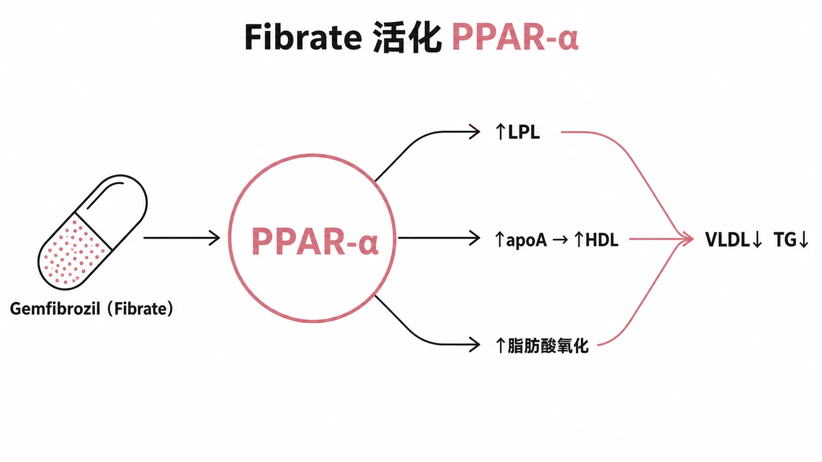 Fibrate 活化 PPAR-α 促進 LPL 與 apoA 表現降低 VLDL