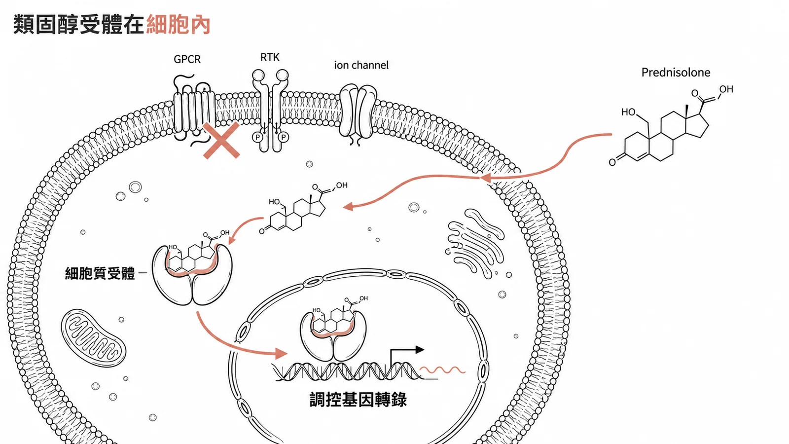 類固醇受體在細胞內:Prednisolone 穿透細胞膜與胞內受體結合,調控基因轉錄
