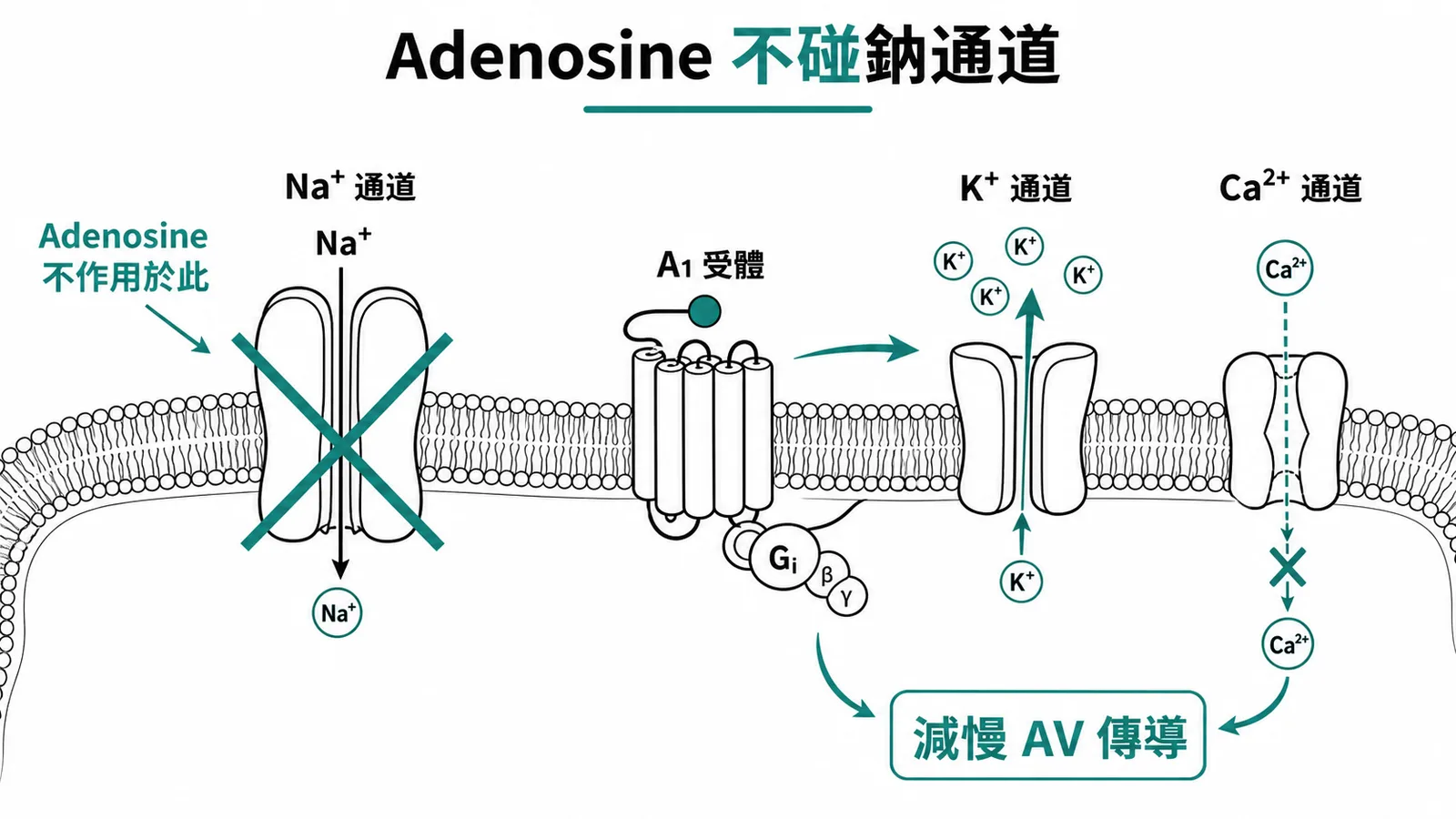 Adenosine 經 A1 受體活化 K⁺ 外流並抑制 Ca²⁺ 內流，與 Na⁺ 通道無關