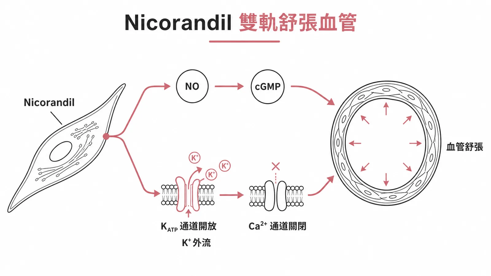 Nicorandil 雙軌機轉：NO→cGMP 路徑與 K_ATP 通道開放兩路並行舒張血管