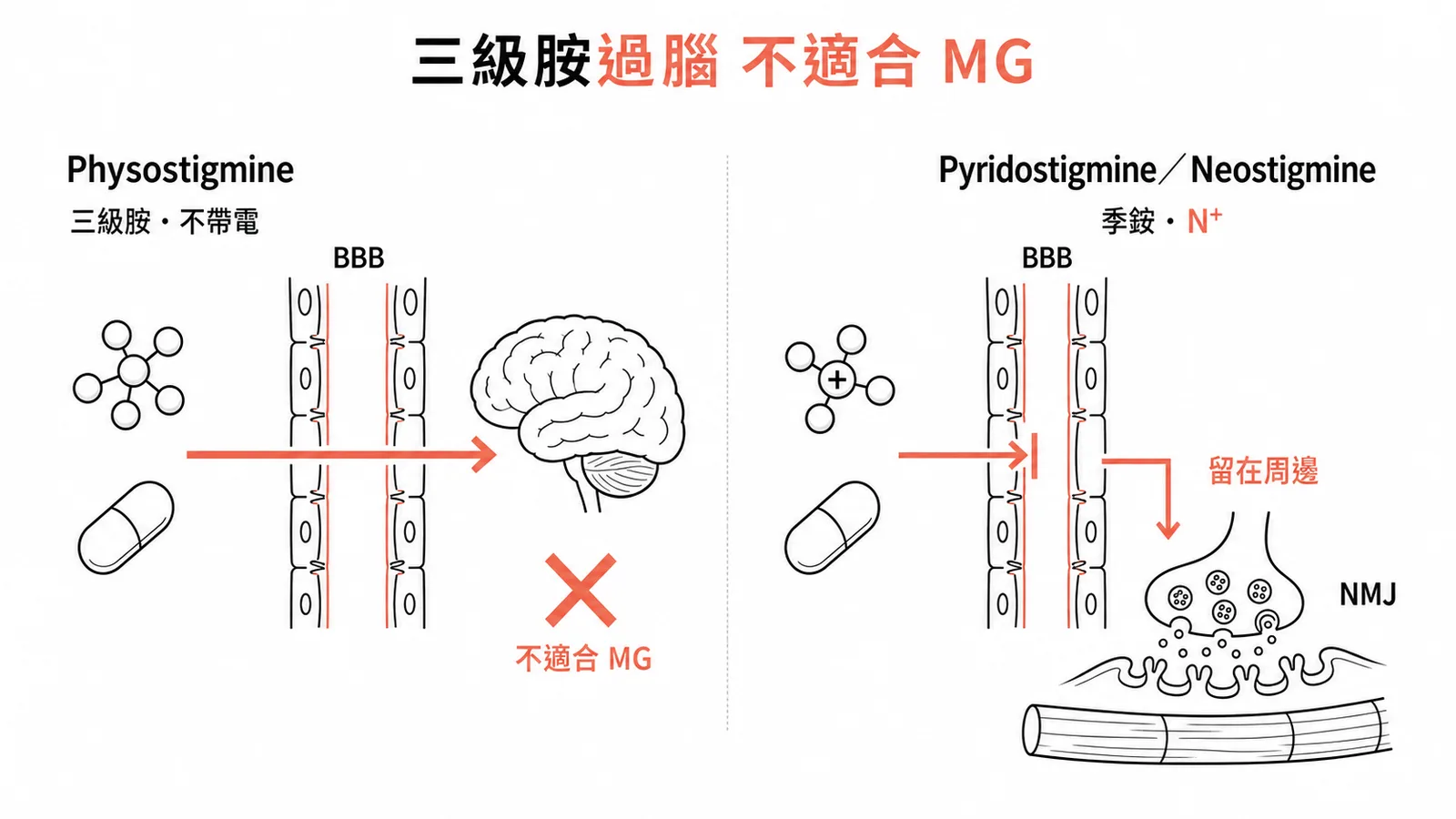 Physostigmine 為三級胺可穿越 BBB 入腦，不適合重症肌無力；季銨類留在周邊作用於 NMJ