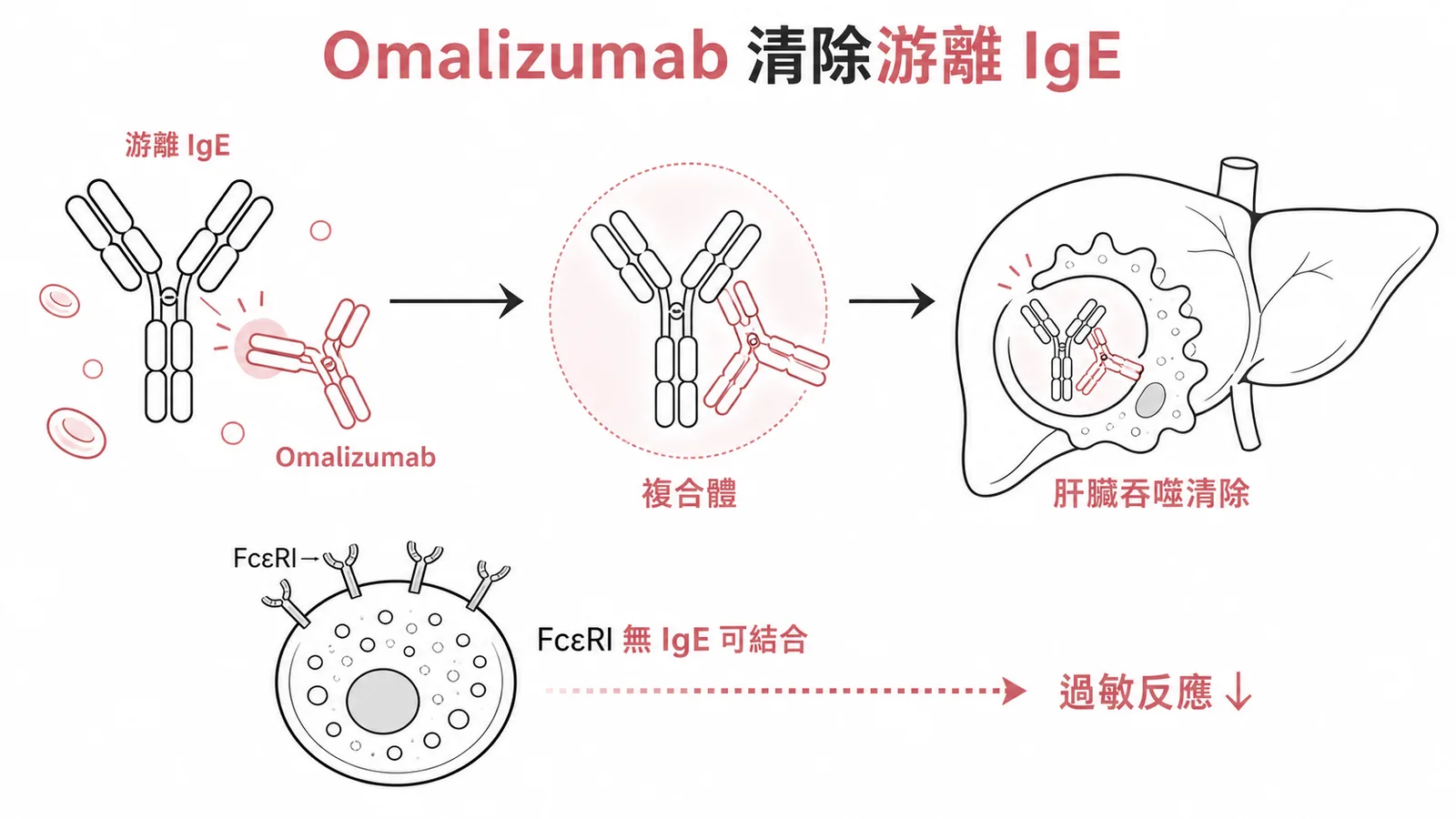 Omalizumab 結合血中游離 IgE 形成複合體,經肝臟吞噬細胞清除,降低過敏反應