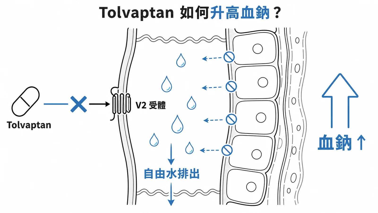 Tolvaptan阻斷V2受體排出自由水升高血鈉機轉圖