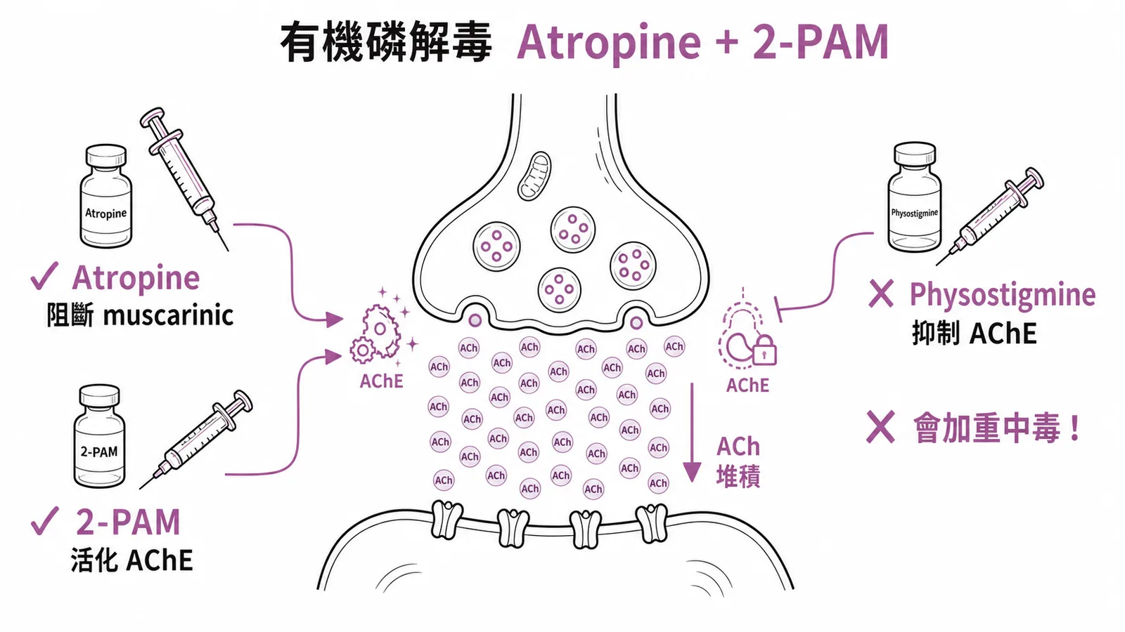 有機磷解毒劑選擇：Atropine加2-PAM為正確解毒，Physostigmine為禁忌