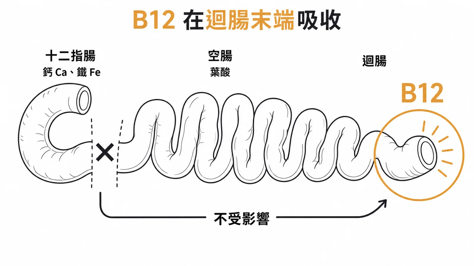 小腸各段營養素吸收部位與B12在迴腸末端