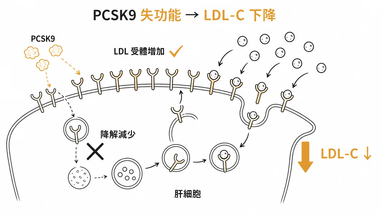 PCSK9 失去功能時 LDL 受體降解減少、受體數量增加,使血中 LDL-C 下降
