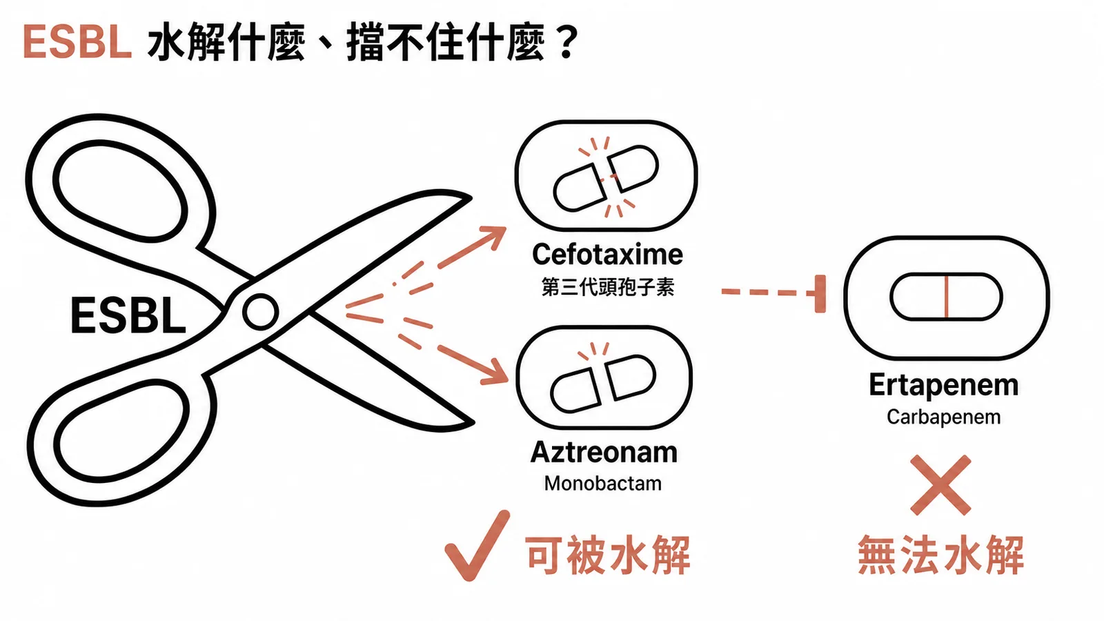 ESBL 可水解第三代頭孢子素與 Aztreonam,但無法水解 Carbapenem
