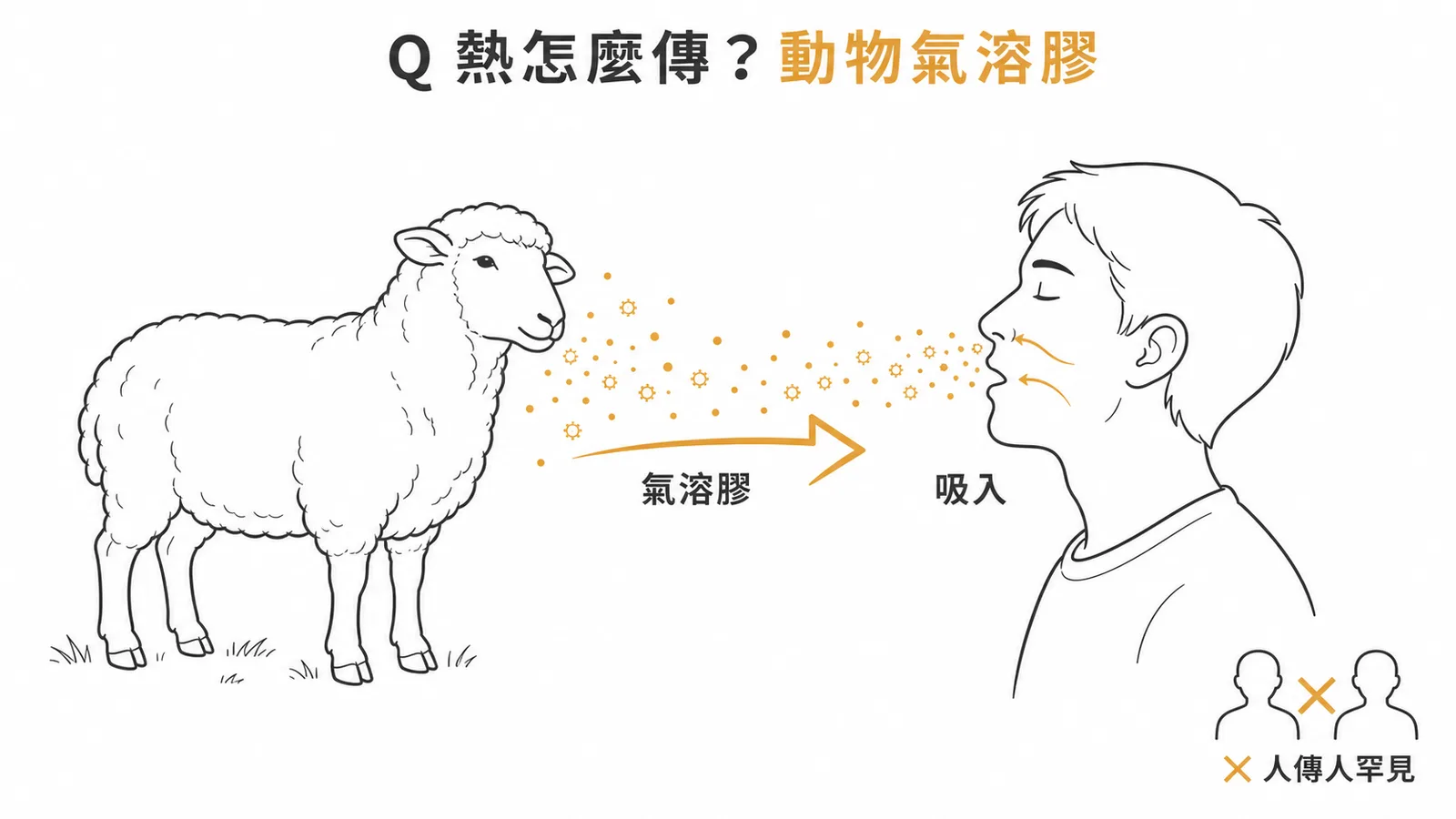 Q 熱主要由吸入受感染動物散播的氣溶膠傳播,人傳人罕見