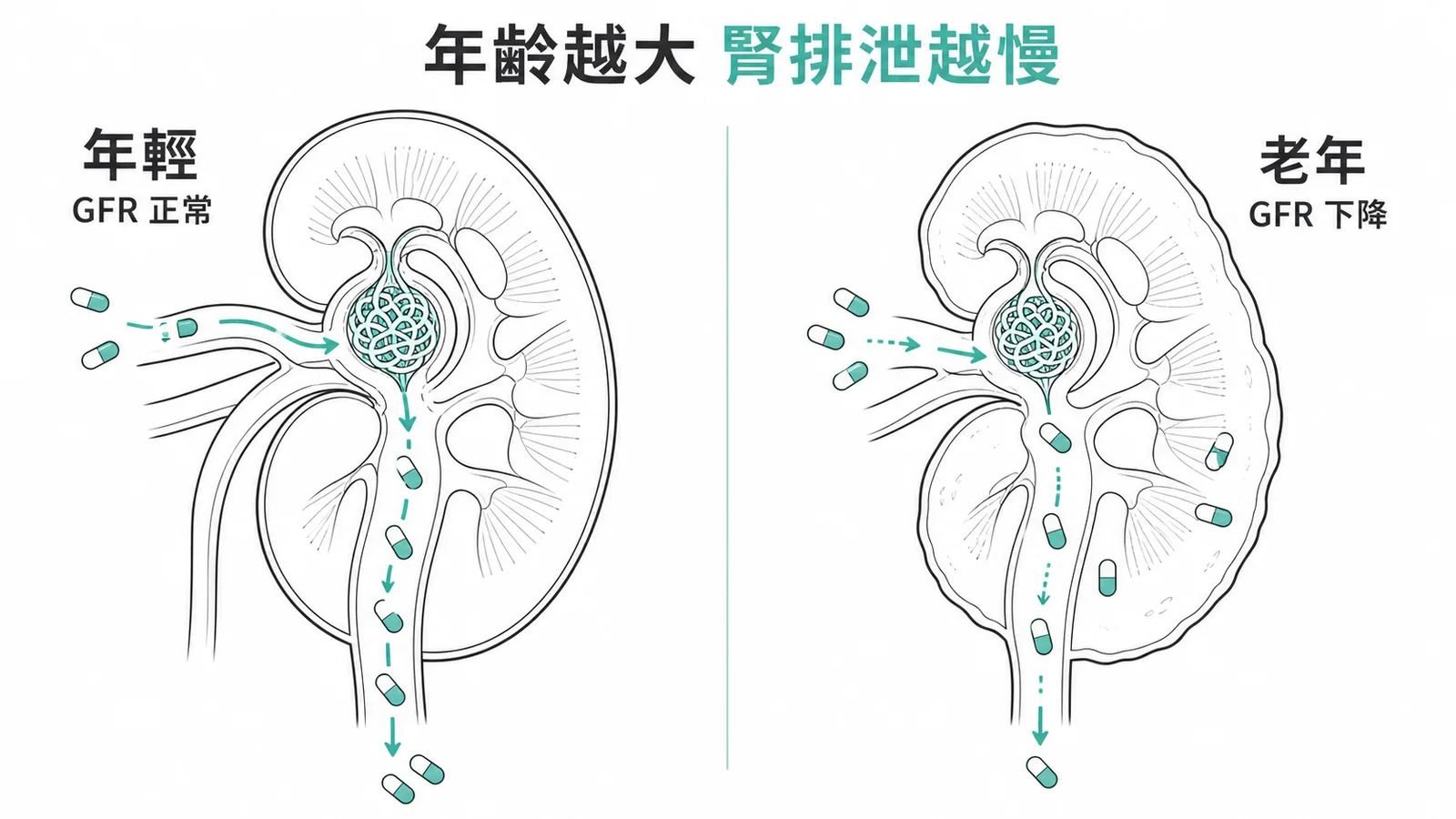 老年人腎功能衰退導致藥物排泄減慢示意圖