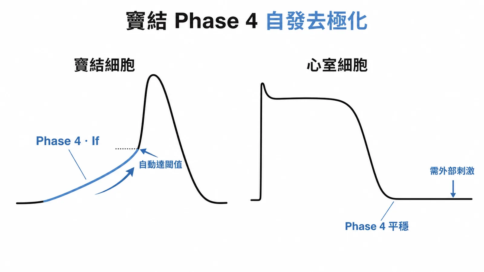 竇結細胞Phase 4自發去極化與心室細胞對比
