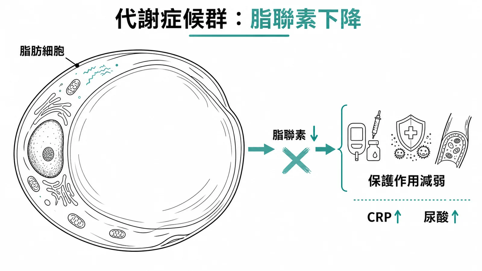 代謝症候群中脂聯素下降——保護作用減弱,CRP與尿酸上升