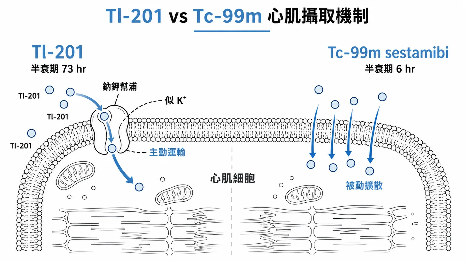 Tl-201經鈉鉀幫浦主動運輸半衰期73hr與Tc-99m被動擴散半衰期6hr對比