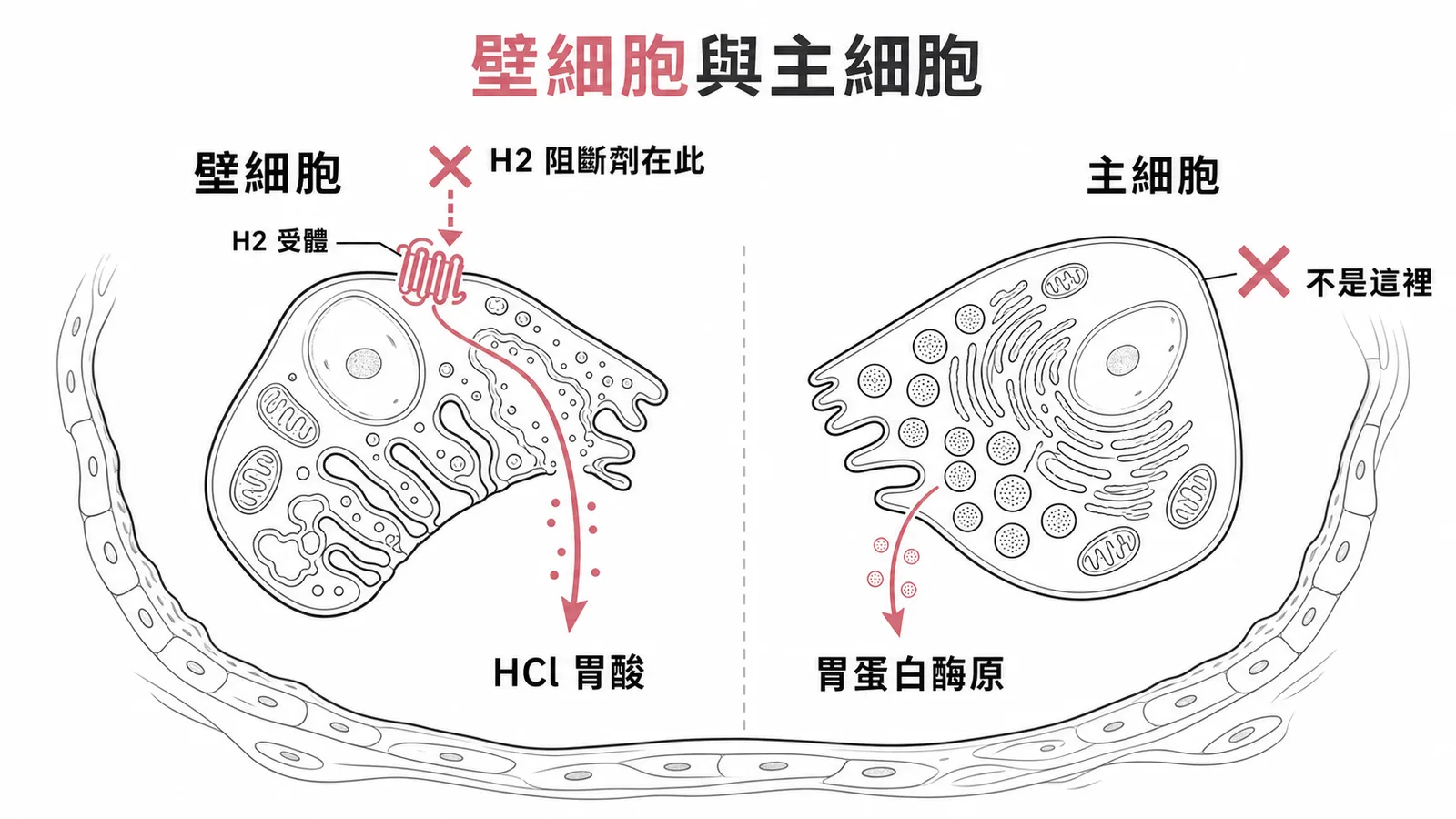H2阻斷劑作用在壁細胞而非主細胞