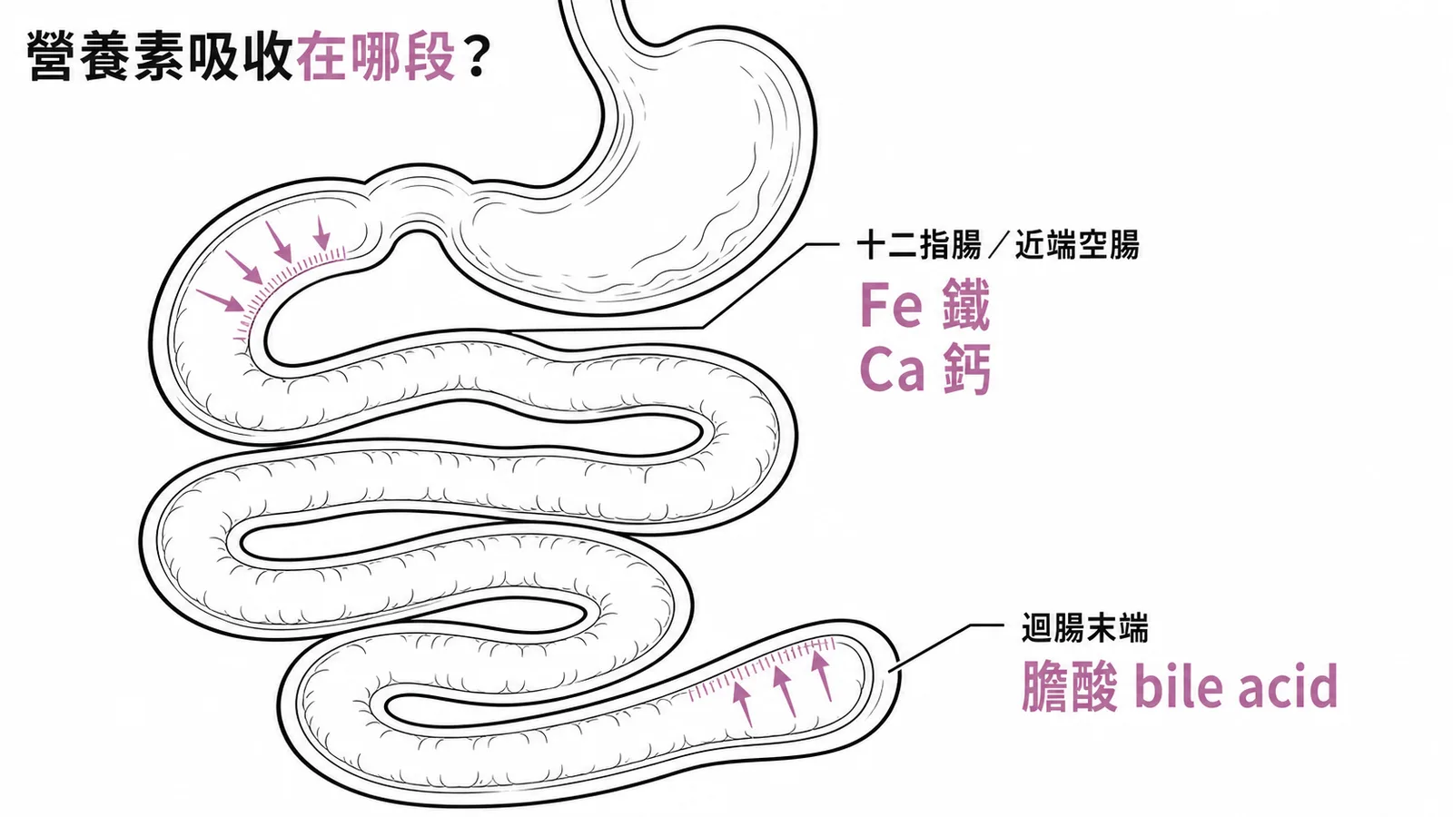 鐵鈣在十二指腸吸收、膽酸在迴腸末端再吸收