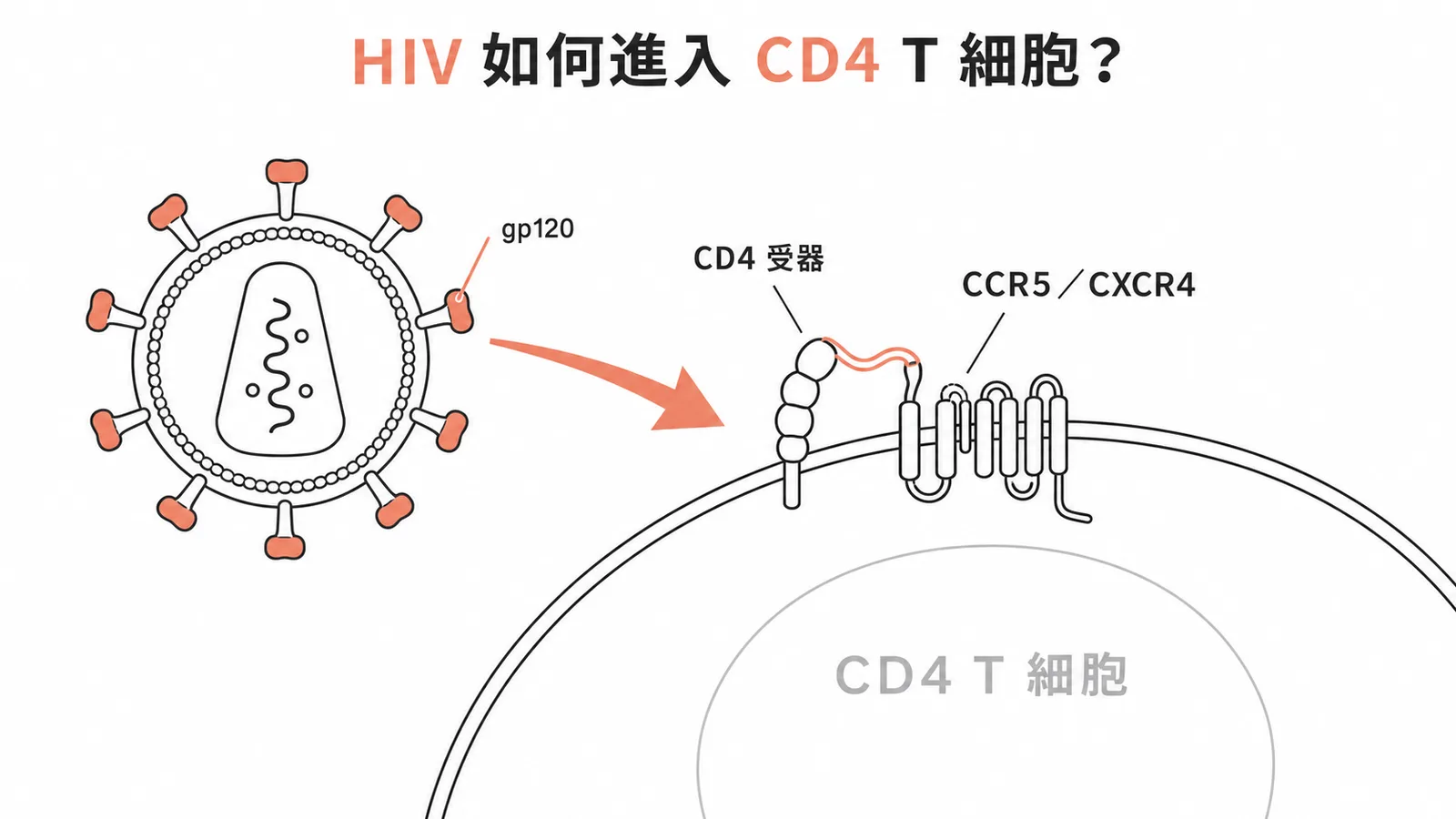 HIV 經 gp120 與 CD4 受器及 CCR5/CXCR4 輔助受器結合進入 CD4 T 細胞