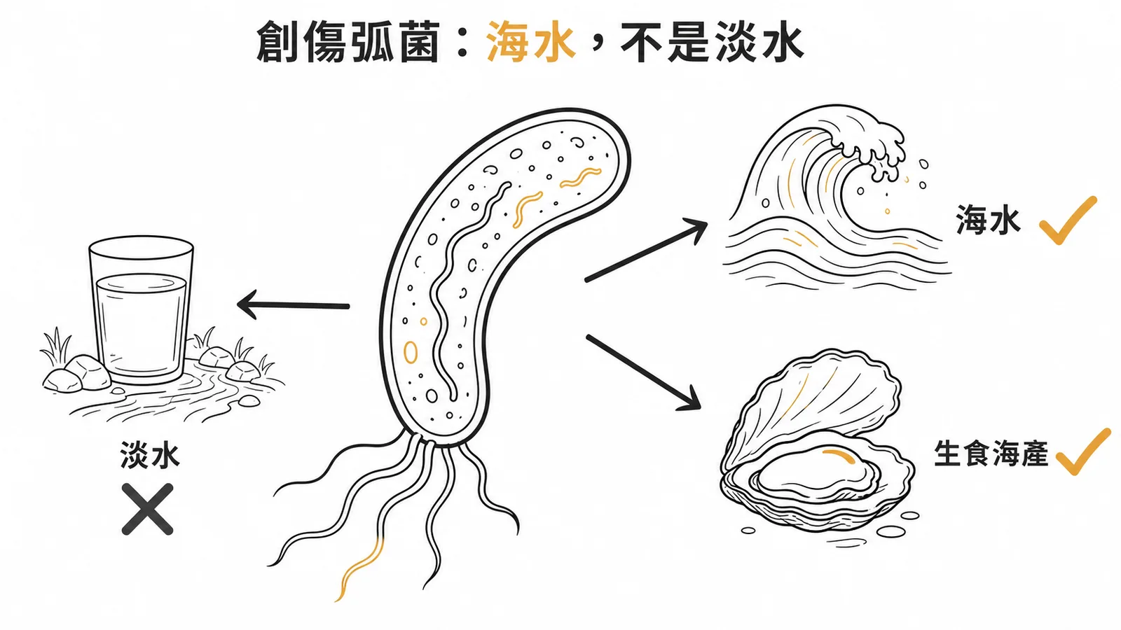 創傷弧菌的危險因子是海水與生食海產,而非淡水