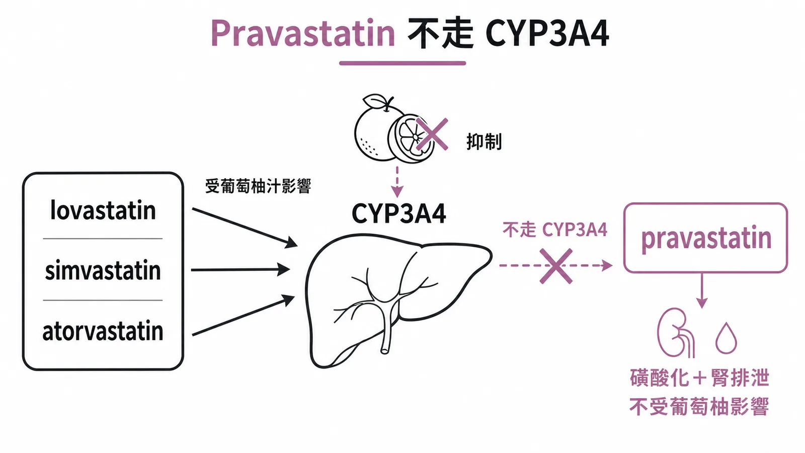 Pravastatin不走CYP3A4:不受葡萄柚汁影響