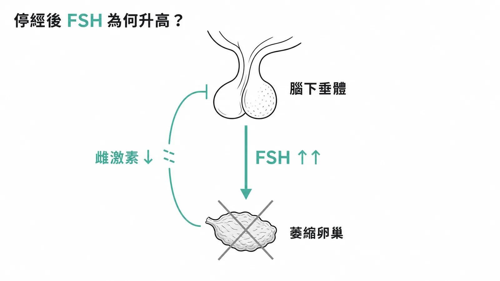 停經後卵巢萎縮致雌激素下降、負回饋消失,FSH 代償性升高的軸線示意圖
