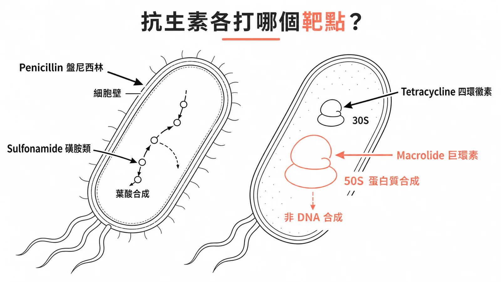各類抗生素攻擊細菌不同靶點的示意圖:細胞壁、30S、50S、葉酸合成