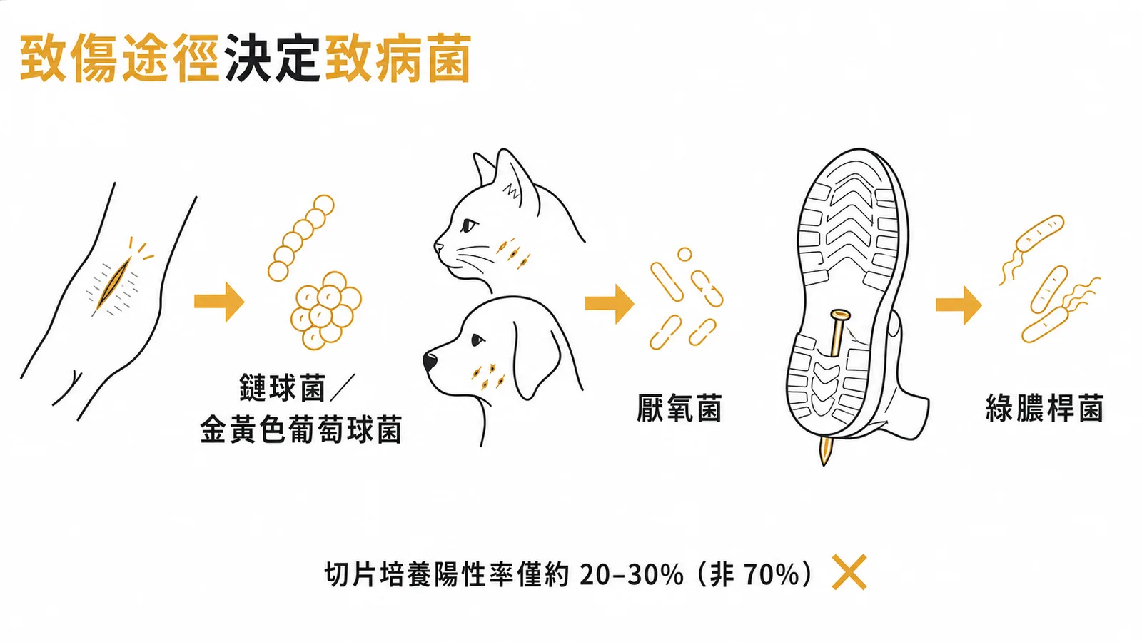 蜂窩性組織炎致傷途徑與對應致病菌配對