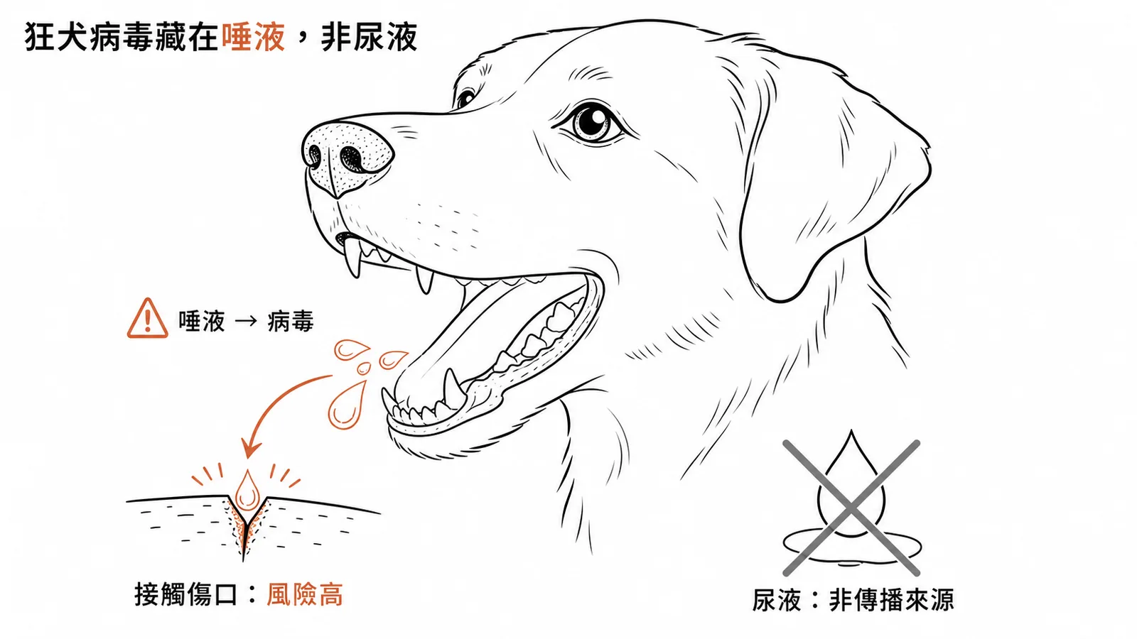 狂犬病病毒藏在唾液中,尿液非傳播來源