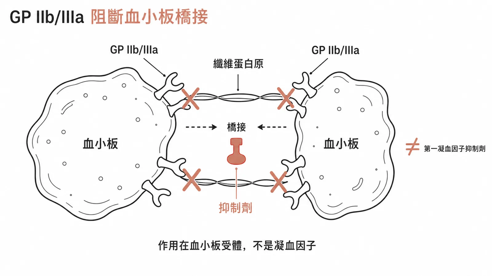 GP IIb/IIIa 受體抑制劑阻斷纖維蛋白原橋接血小板,非直接抑制第一凝血因子