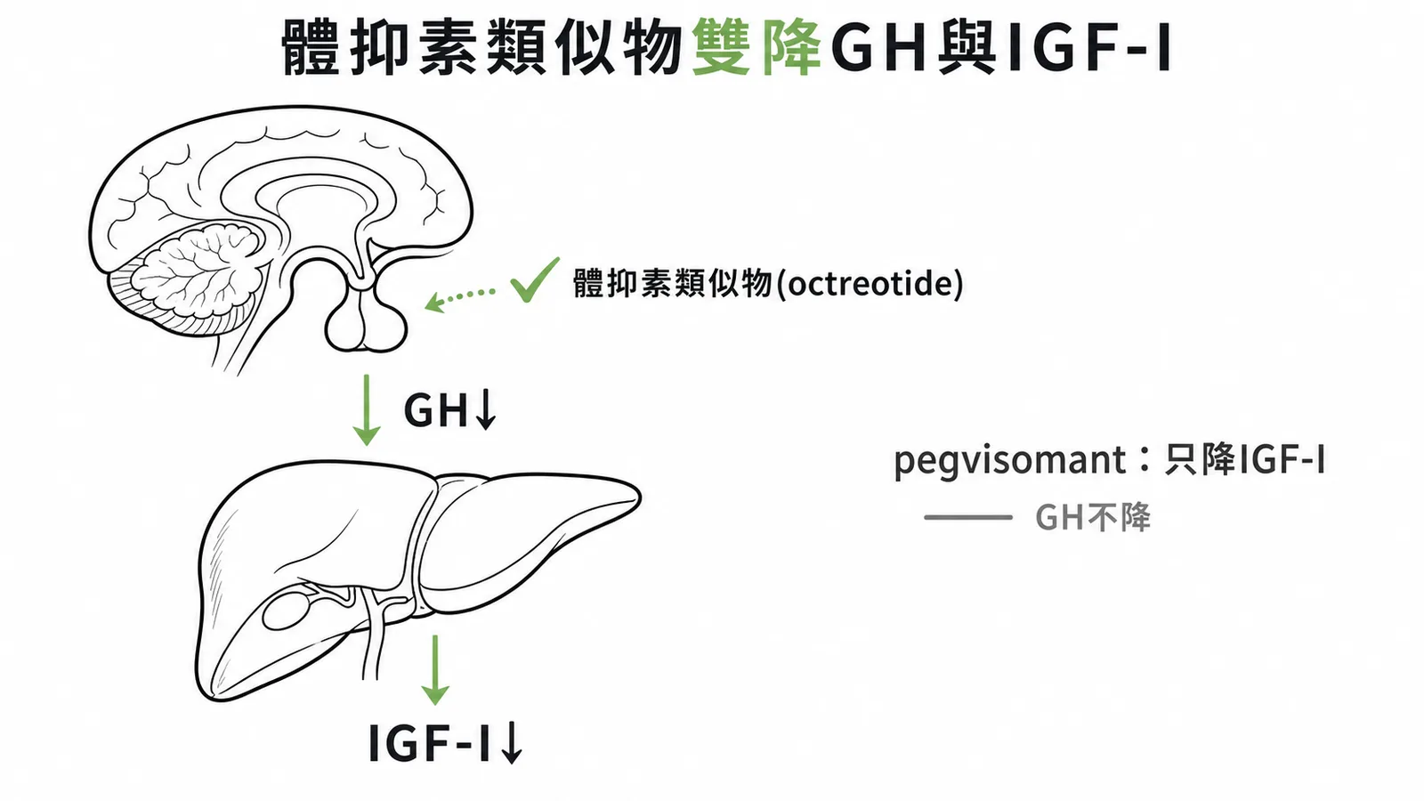 體抑素類似物可同時降低GH與IGF-I，pegvisomant僅降IGF-I