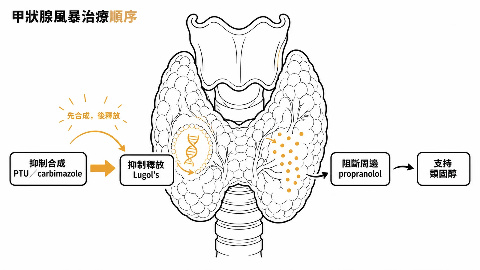 甲狀腺風暴治療順序：先抑制合成再抑制釋放