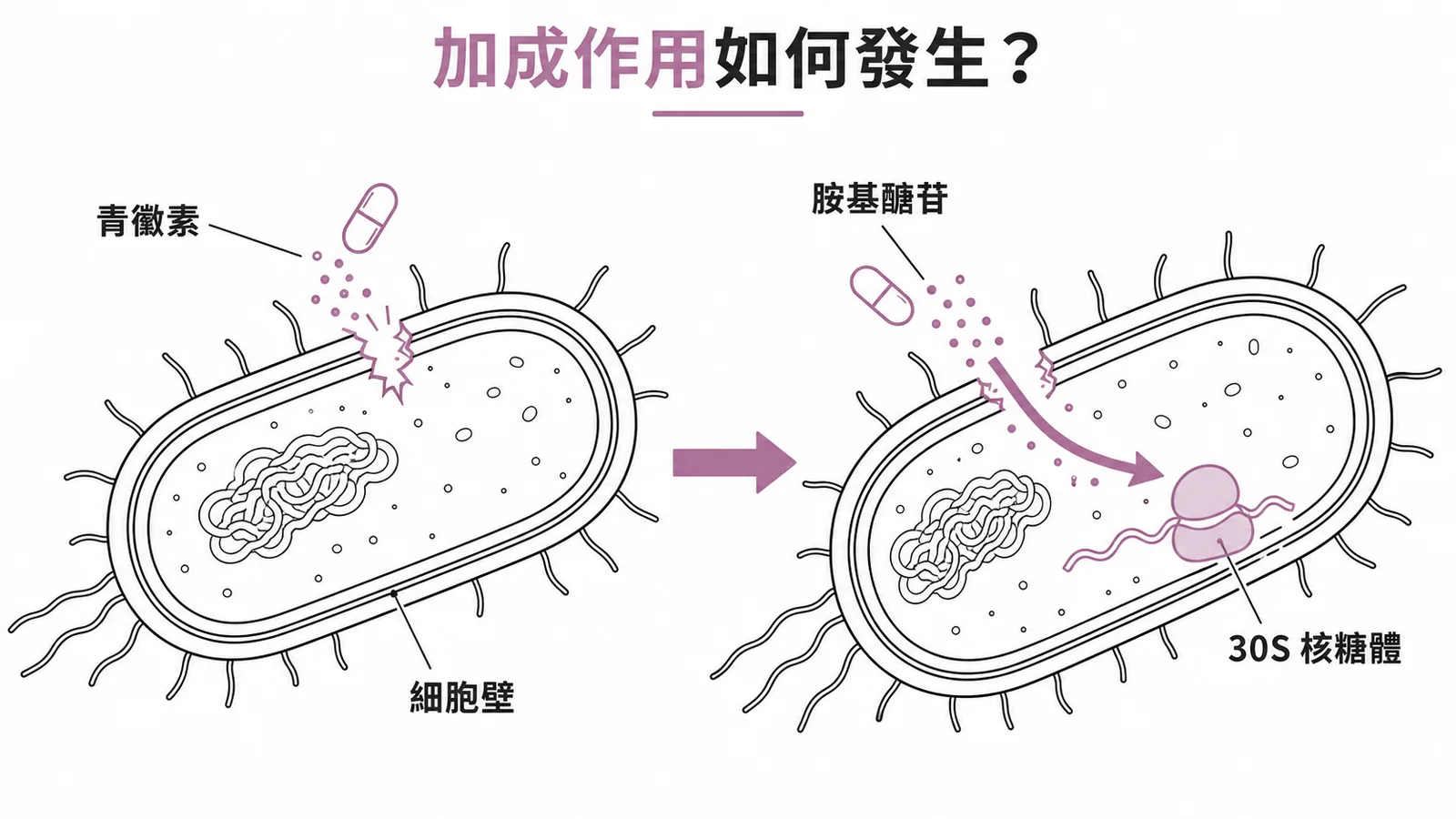 Penicillin破壞細胞壁讓Aminoglycoside進入細菌的加成作用機轉