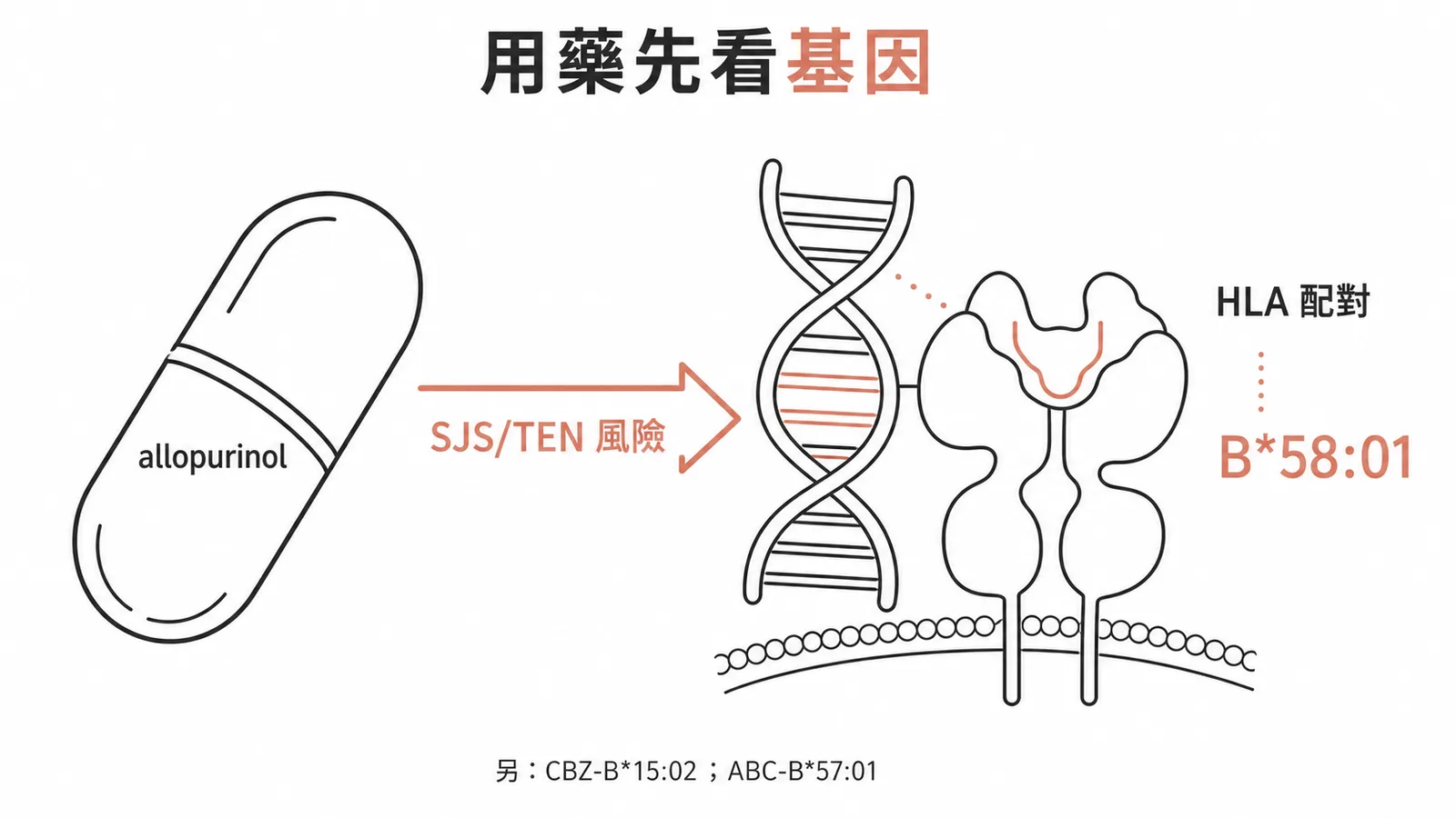 三組藥物與HLA基因型配對示意圖,以allopurinol對應HLA-B*58:01為主角