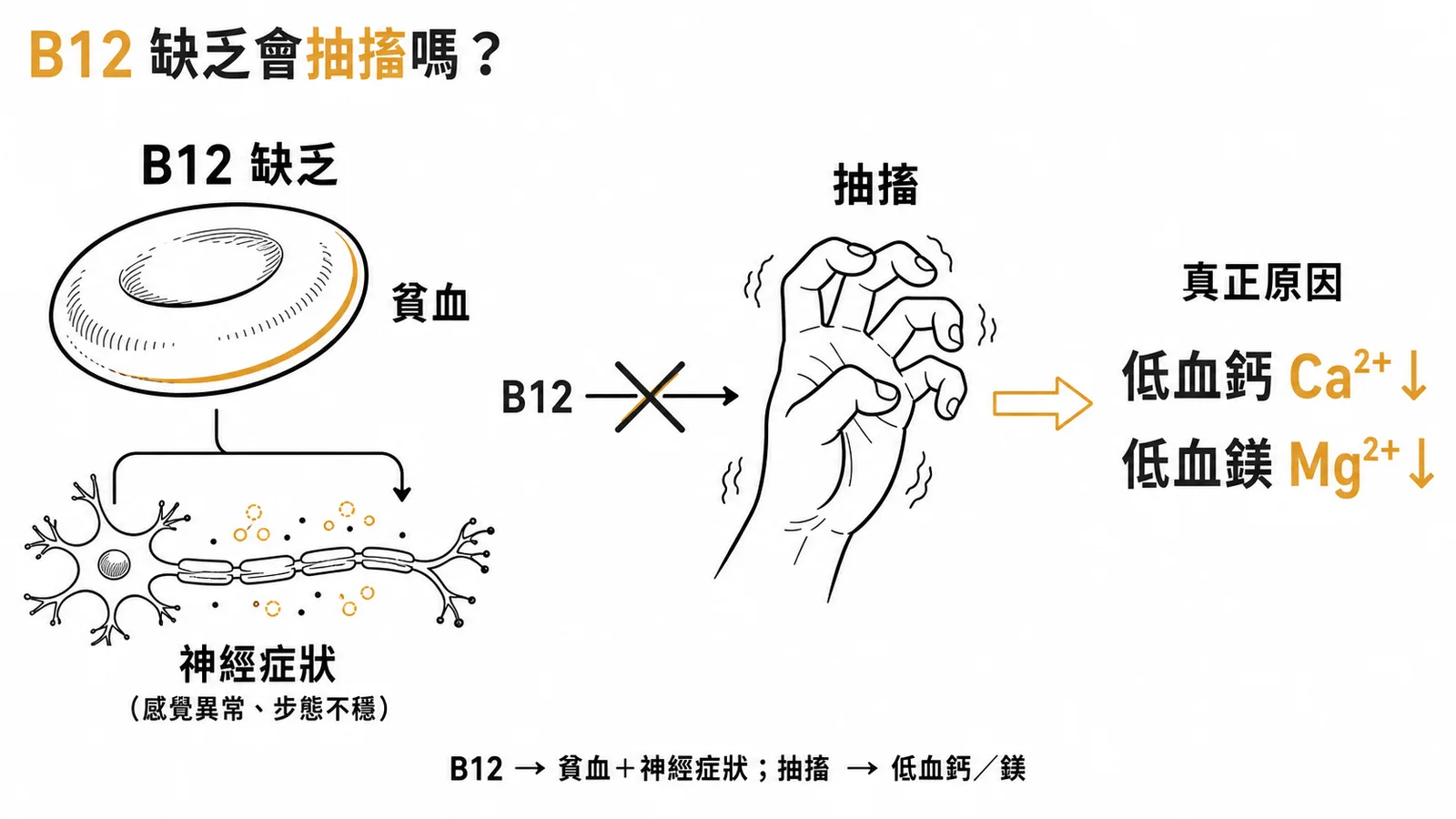 維他命 B12 缺乏導致貧血和神經症狀但不引起抽搐，抽搐通常與低血鈣或低血鎂有關